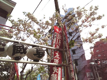 道引長太郎地蔵尊の八重桜