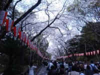 上野の桜