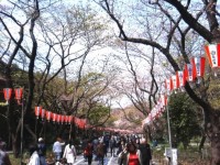 上野の桜