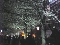 墨田公園の夜桜