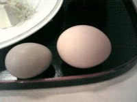 キジの卵