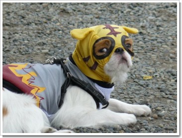 浅草サンバカーニバル 準備中 とタイガーマスク犬 ももち ど ぶろぐ
