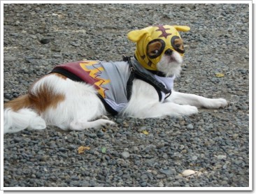 浅草サンバカーニバル 準備中 とタイガーマスク犬 ももち ど ぶろぐ