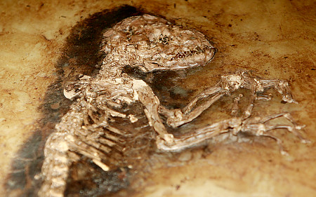 The 47 million year old fossilized remains of a primate is seen at the American Museum of Natural History in New York.