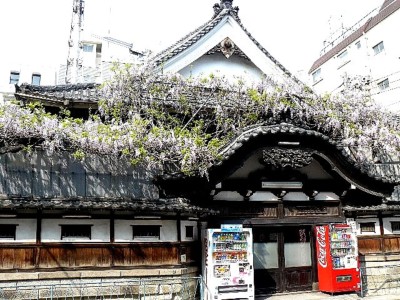 曙湯の藤の花