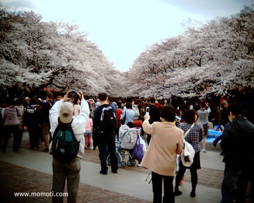 4月1日上野公園にて