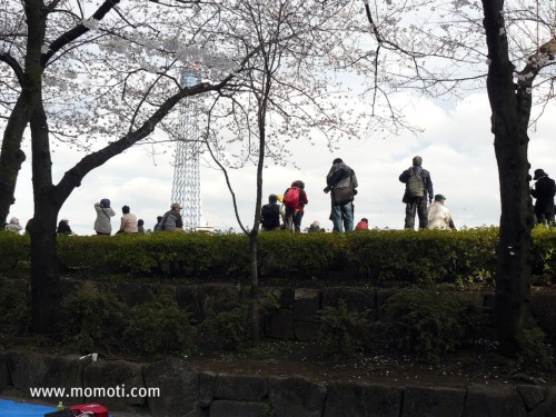 隅田公園にて