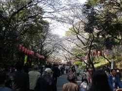 上野公園の桜