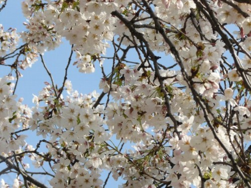 上野公園の桜