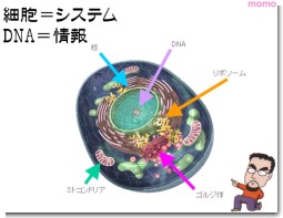 細胞とDNA