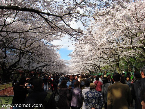 上野の桜といっぱいの人々