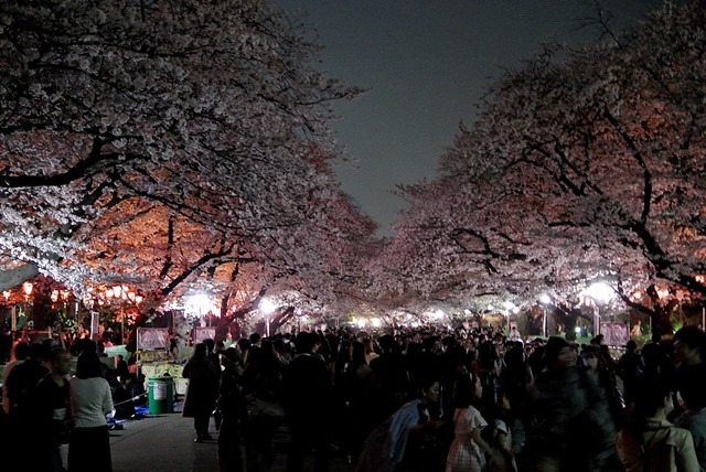 夜桜