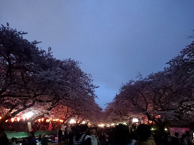 夜桜