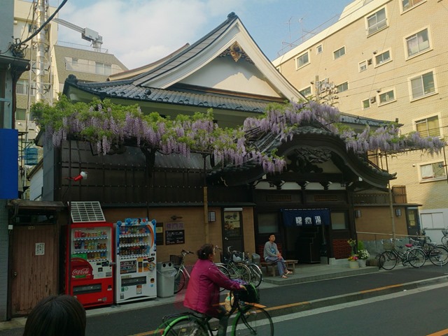 曙湯と藤の花