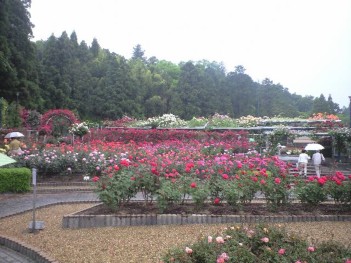 rosegarden.jpg