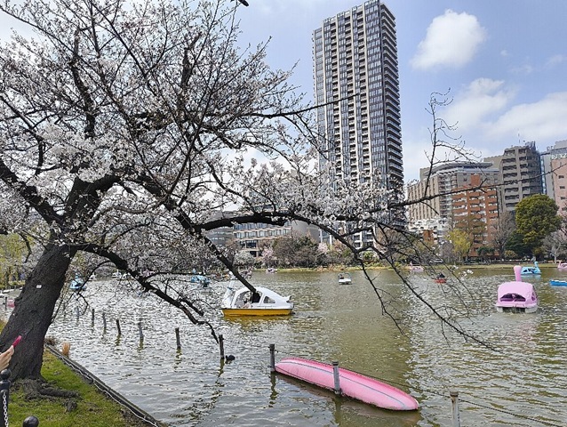 健気に咲いていたのだよ！