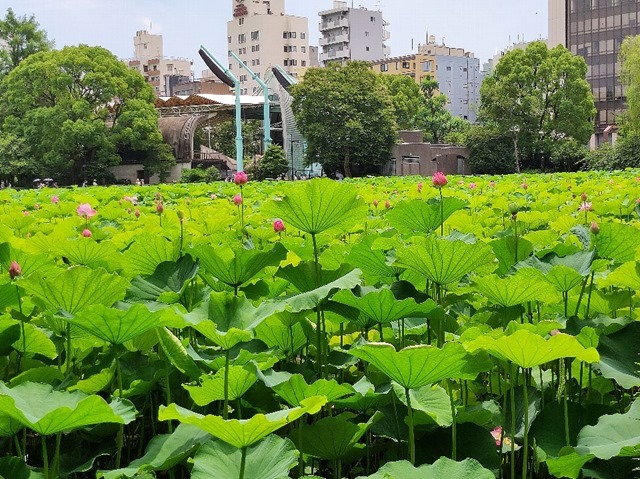 不忍池の蓮の花