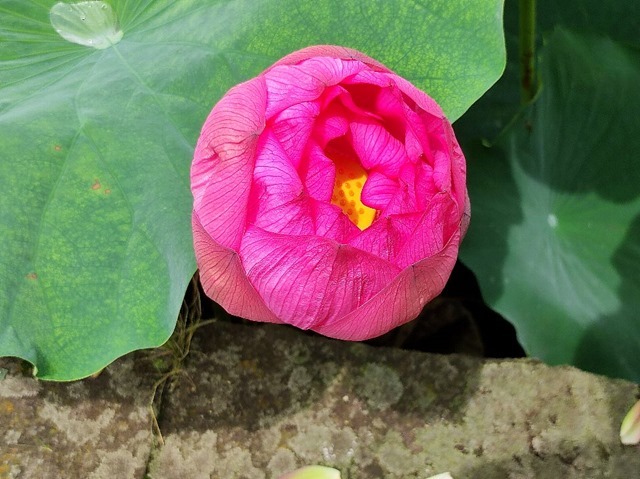 まだ完全には開いていない不忍池の蓮の花