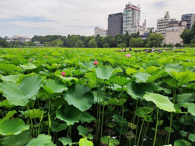 不忍池の蓮の花