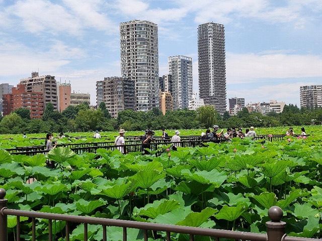 不忍池の蓮の花