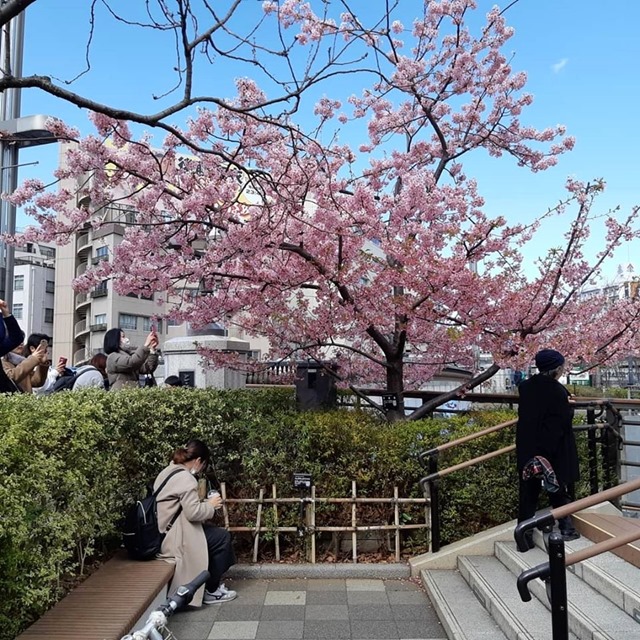 河津桜