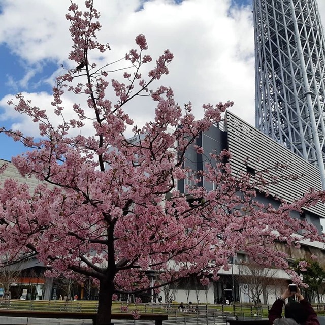 河津桜と東京スカイツリー