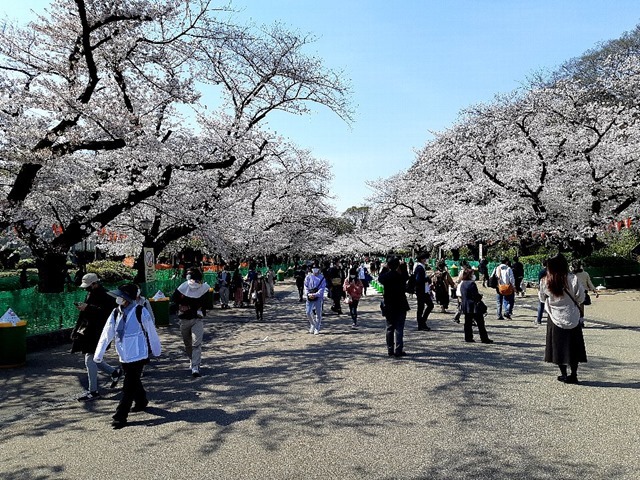 動物園前からの桜通り