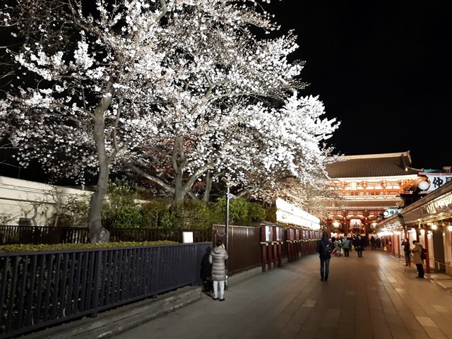 浅草寺幼稚園の桜