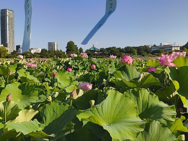 この日は上野恩賜公園で蓮の花で花見と洒落込だのだ