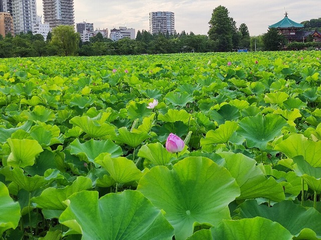 不忍池の蓮の花