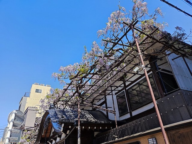 曙湯と藤の花