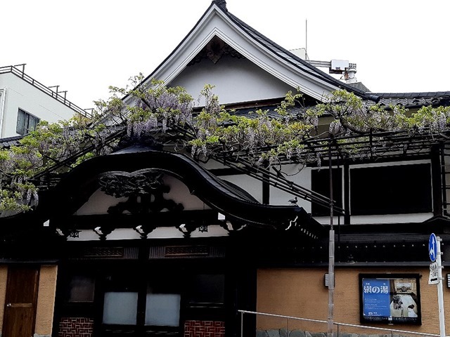 曙湯と藤の花