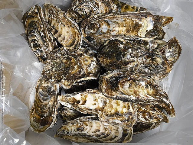 サロマ湖のかき（殻つき貝）