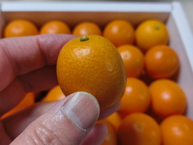究極きんかん「夢小町」