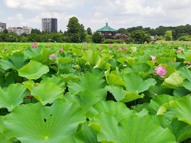 不忍池で蓮の花