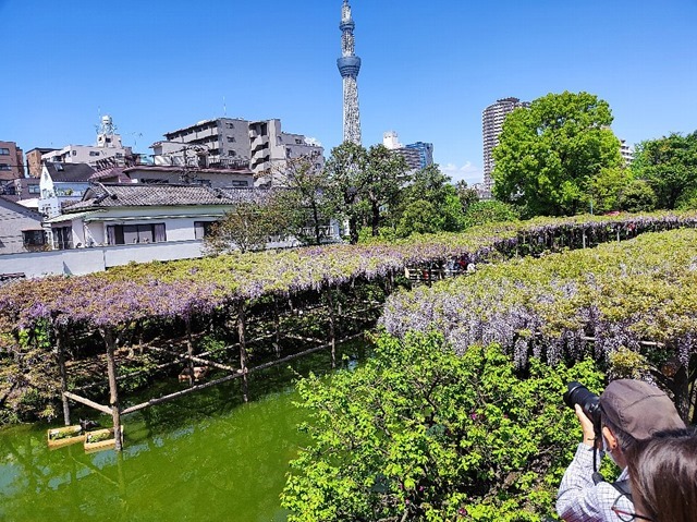 亀戸天神 藤まつり