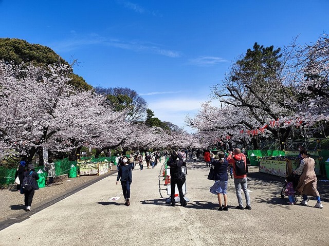 今年は桜の枝を大夫切り落としたようでアーチ状にならないのだよ