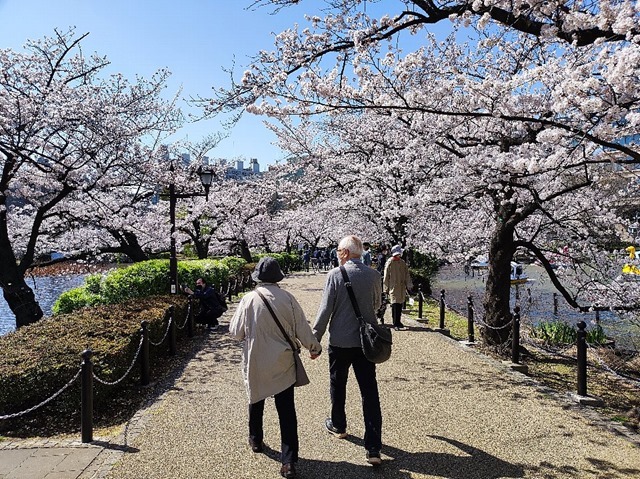 桜の花の中を手をつないであるく老夫婦